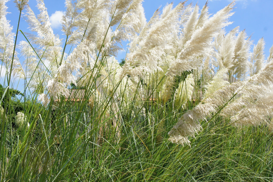 Detail of foxtails